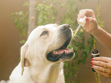 Pet CBD category image
