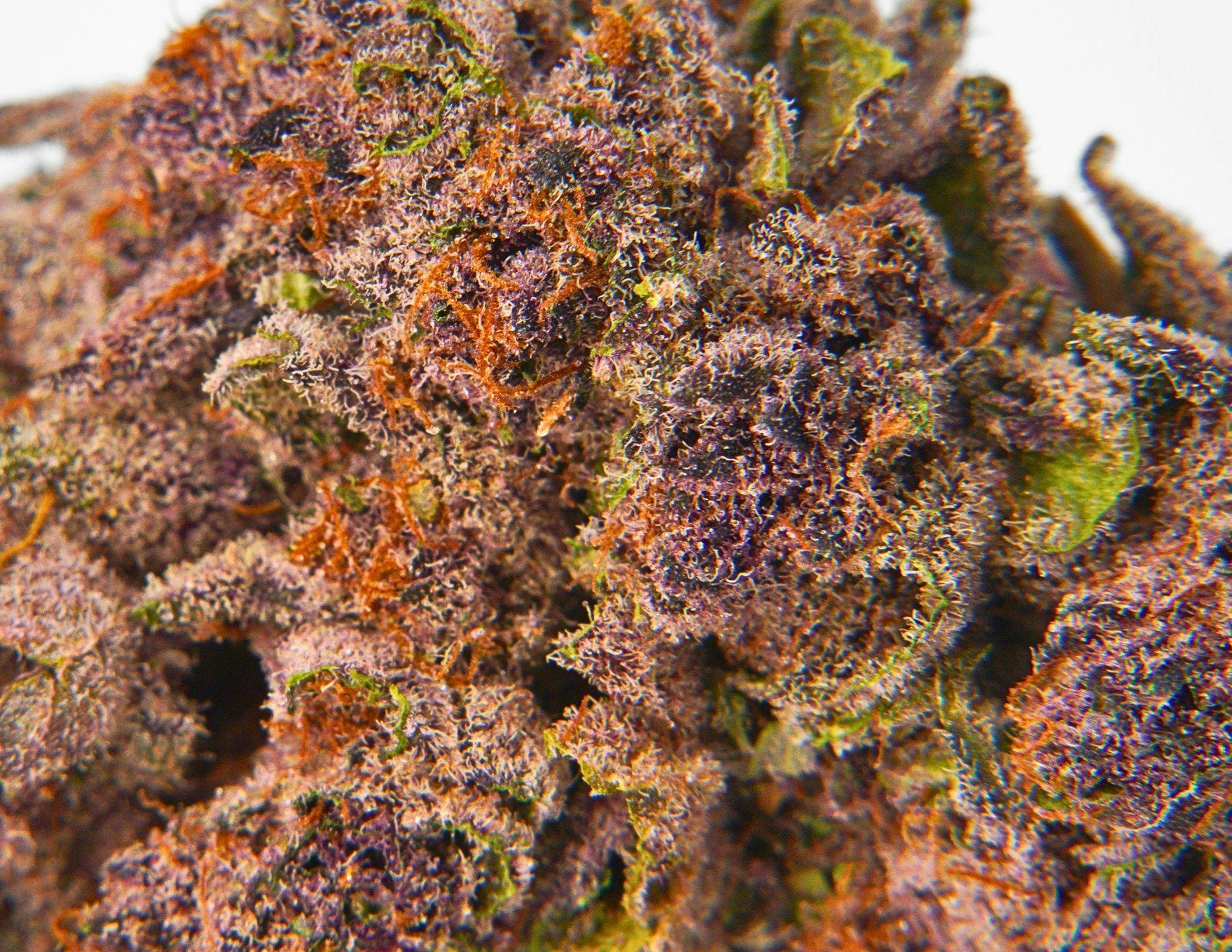 Trop Cherry 3.5g - House of Sacci