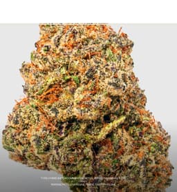 Blue Lobster | Flower | 3.5g