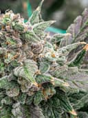 Purple Haze | Flower | 3.5g