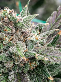 Purple Haze | Flower | 3.5g