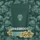 Golden Sands | Flower | 14g