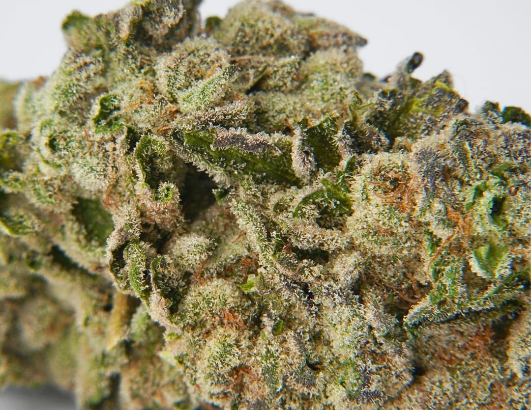 Sunny Z • 3.5g - House of Sacci | Treehouse Cannabis