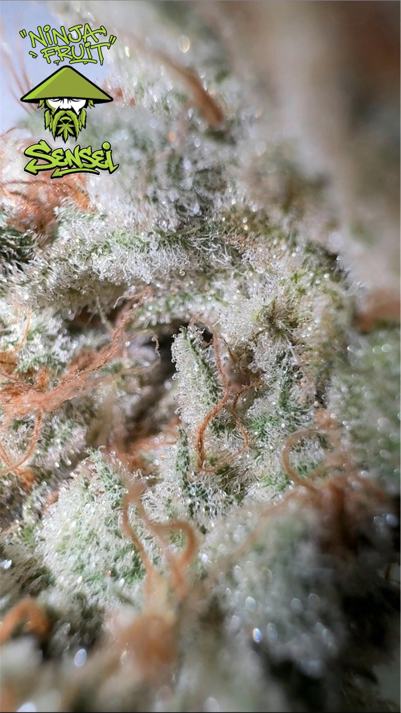 Ninja Fruit Flower 3.5G - TKSxSensei