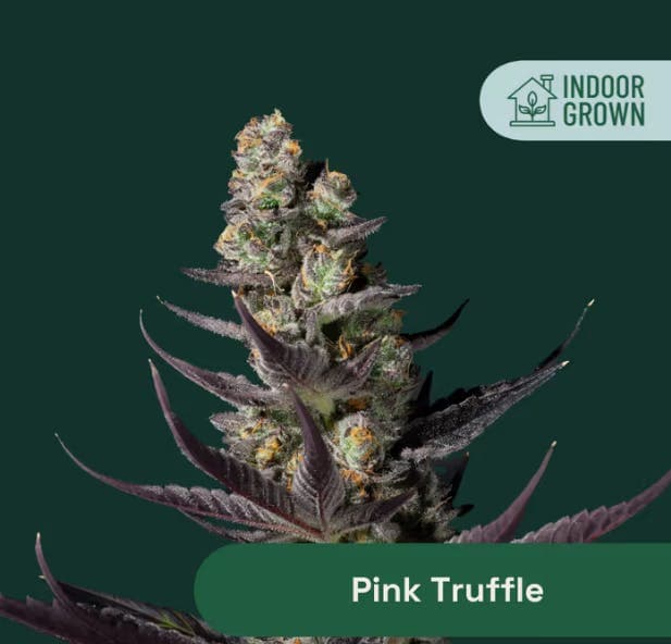 product image for Pink Truffle Flower 14g