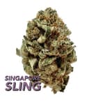 Singapore Sling Flower • 14g