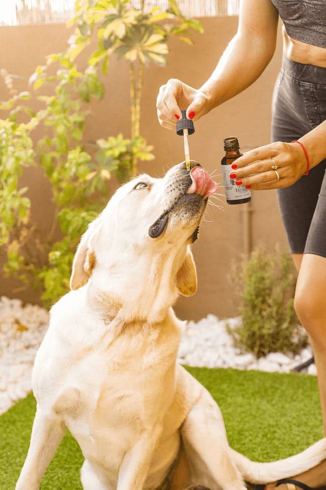 Large Pet "Dog" CBD Tincture • 750MG CBD - High Falls Hemp CBD | Treehouse Cannabis