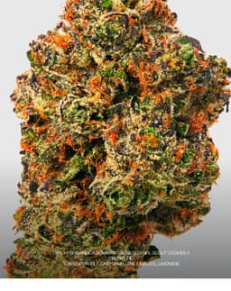 Birthday Cake | Flower | 3.5g