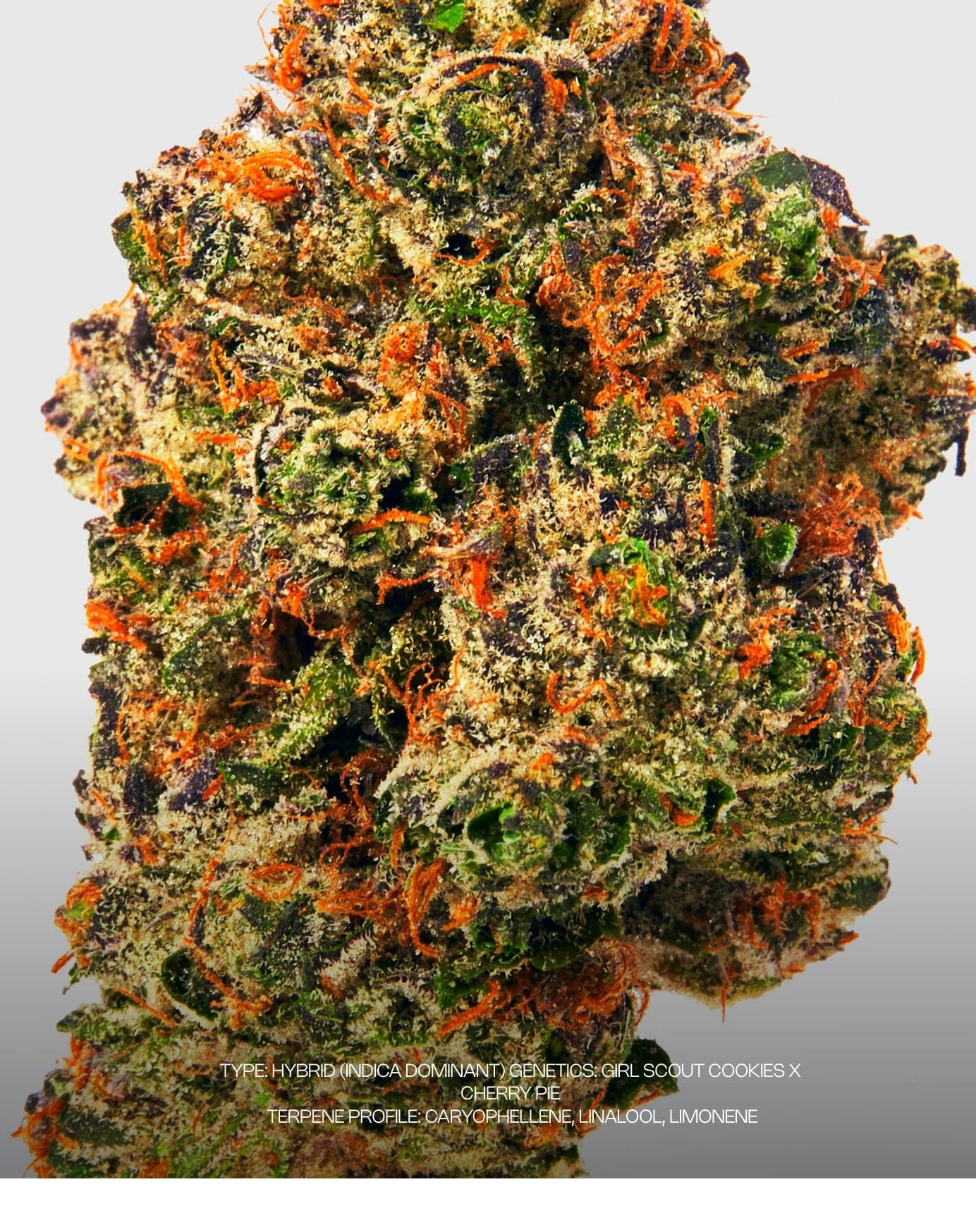 product image for Birthday Cake Flower 3.5g