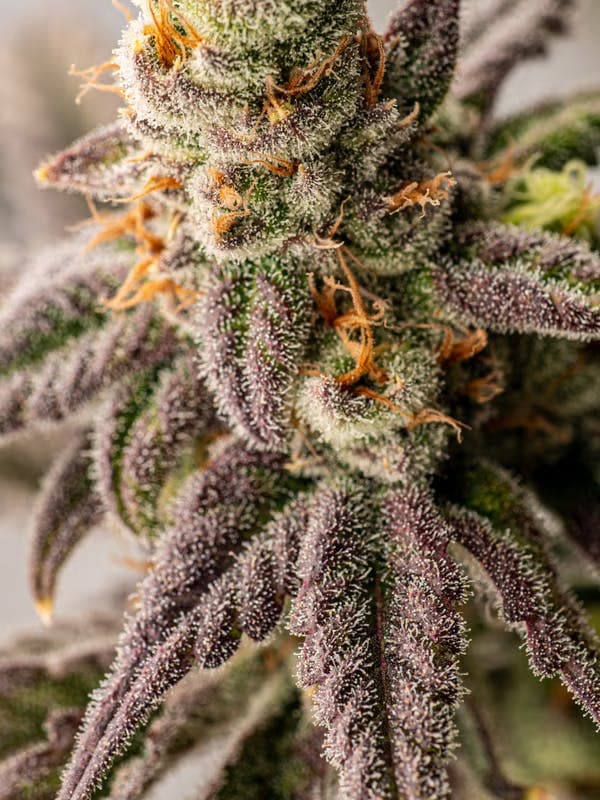 StrawGuava Pie Flower 3.5g - Hybrid Theory