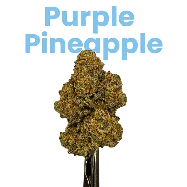 Purple Pineapple • Flower • 28g - Jive Cannabis Co. | Treehouse Cannabis