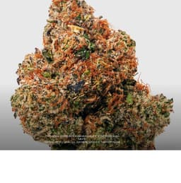 Yellow Zushi | Flower | 3.5g