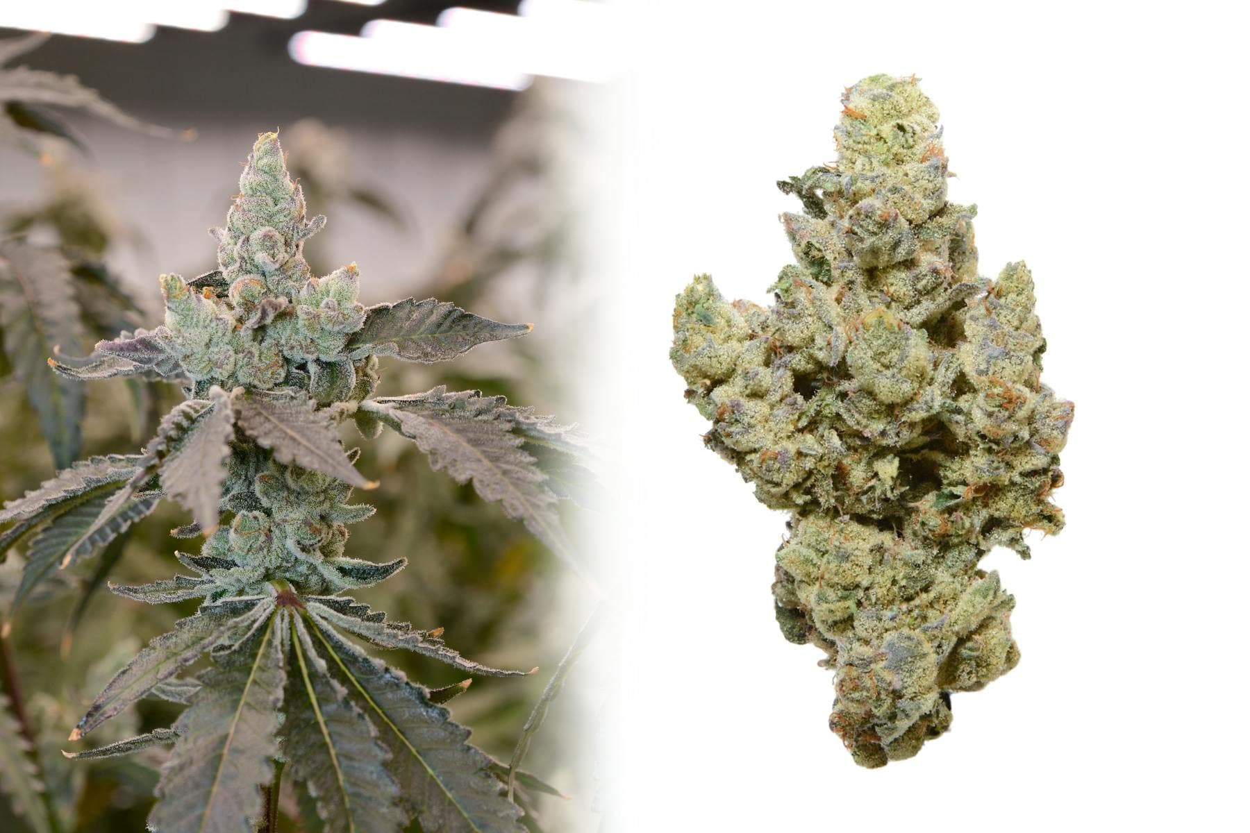 Sherb Cocktail #7 Flower 3.5G - Tall Trees Farm