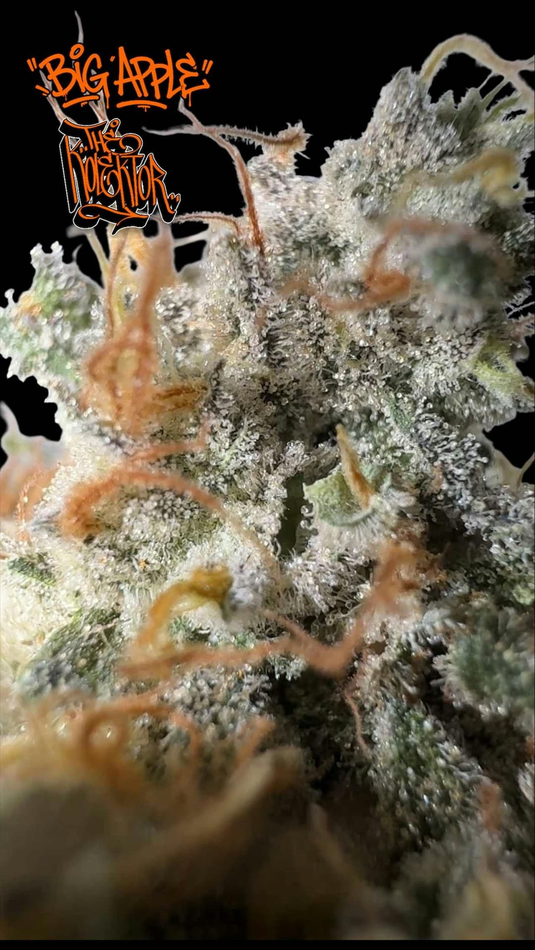 Big Apple • Flower • 3.5G - TKSxSensei | Treehouse Cannabis