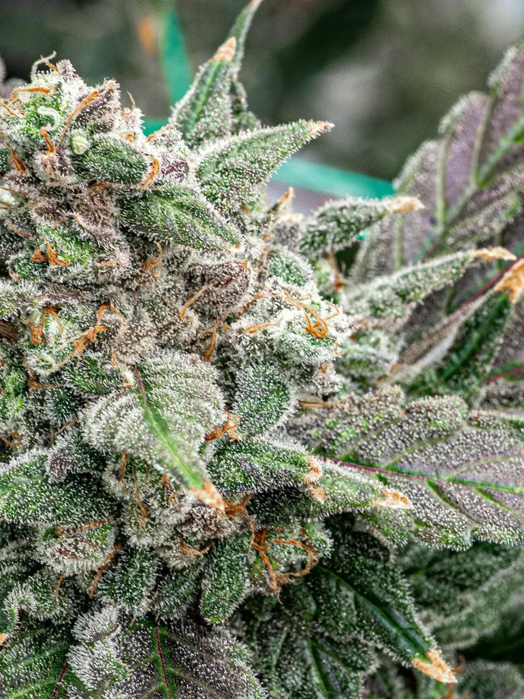 Purple Haze Flower 3.5g - Hybrid Theory