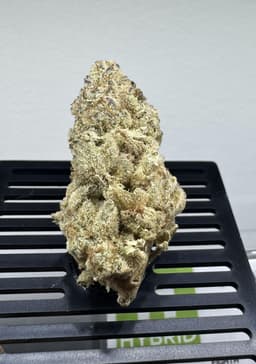 Orange Tree | Flower | 3.5g