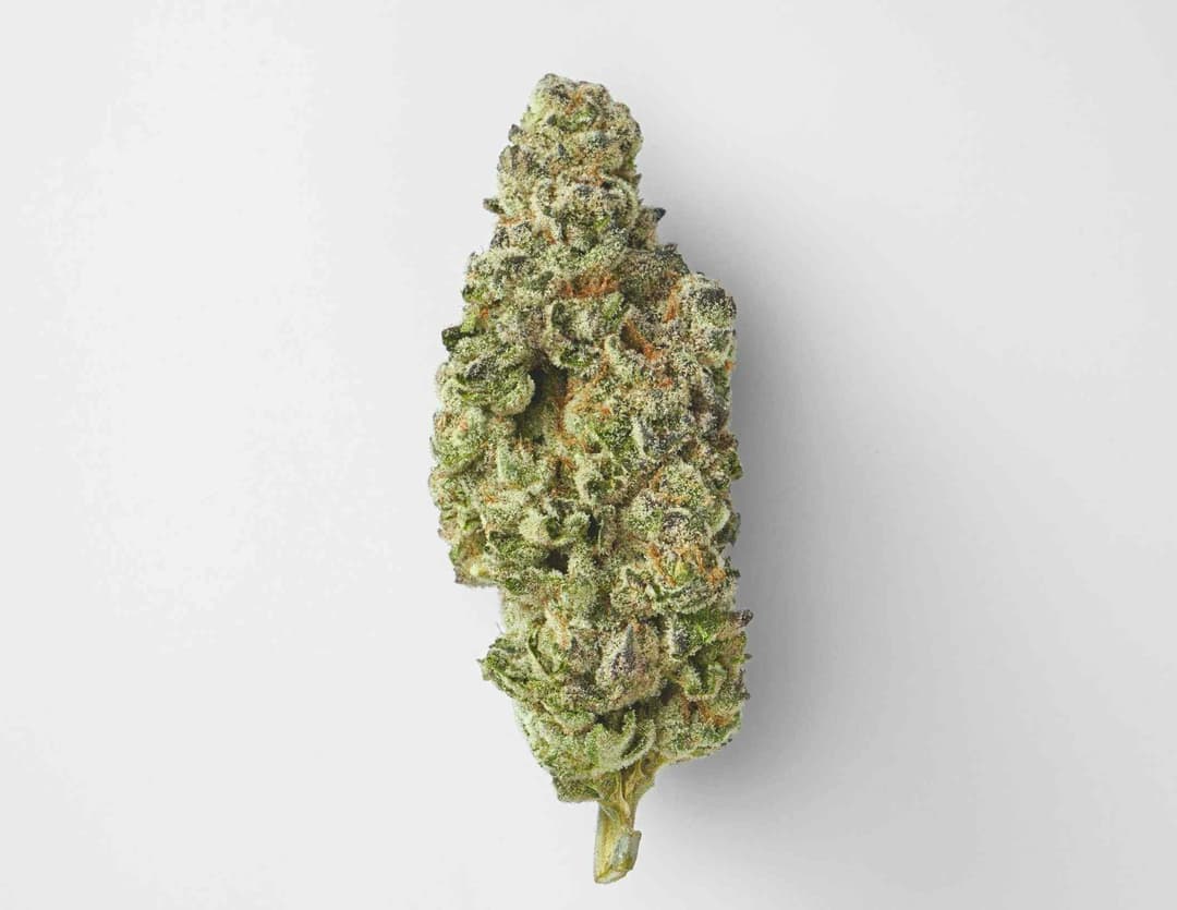 Sunny Z • Flower • 28g - House of Sacci | Treehouse Cannabis