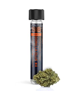 Gorilla Glue #4 | Pre-roll • 1g
