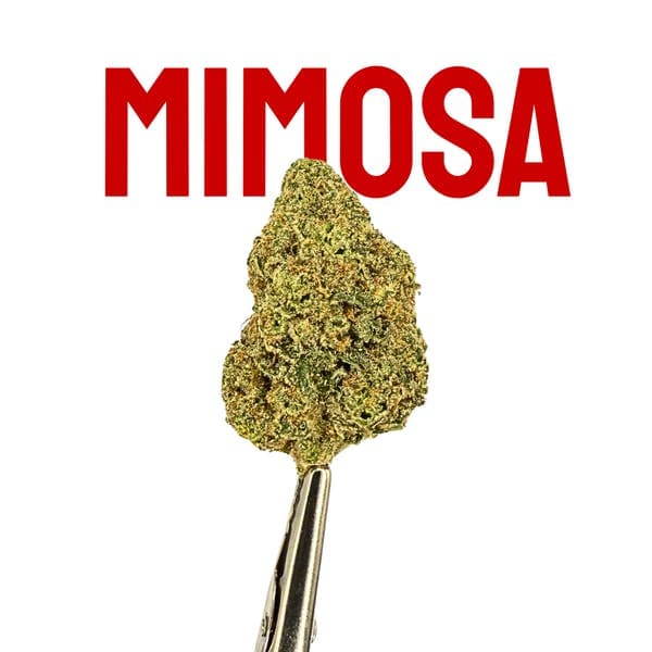 Mimosa Flower 28g - Native Nations