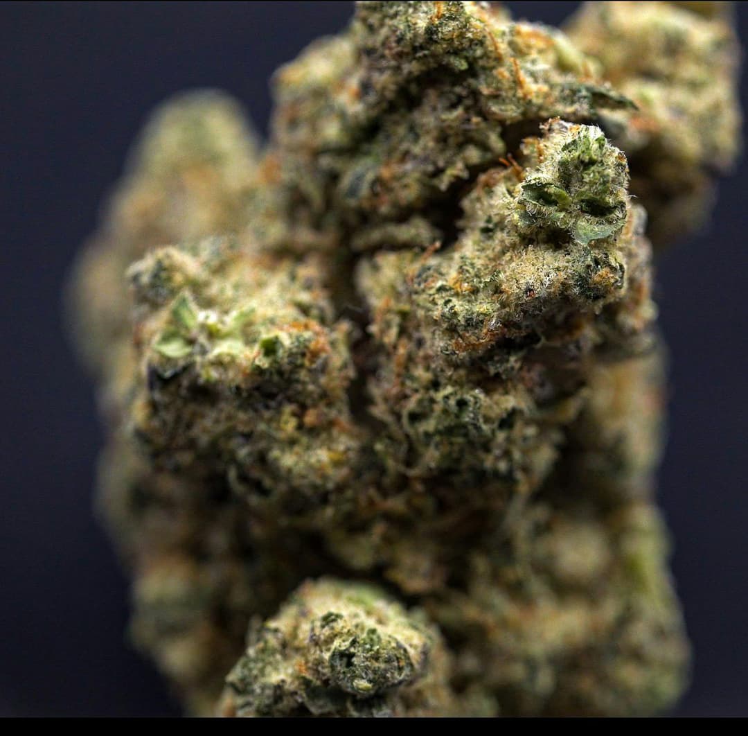 Alien Space Candy • Flower • 3.5Gg - MILKWEED | Treehouse Cannabis