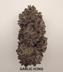 Garlic Icing | Flower | 3.5g