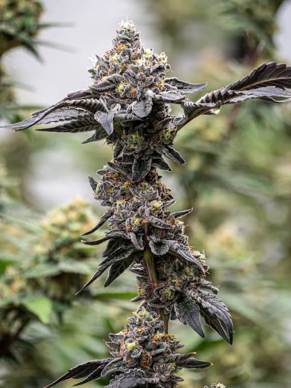 Event Horizon Flower 3.5g - Hybrid Theory