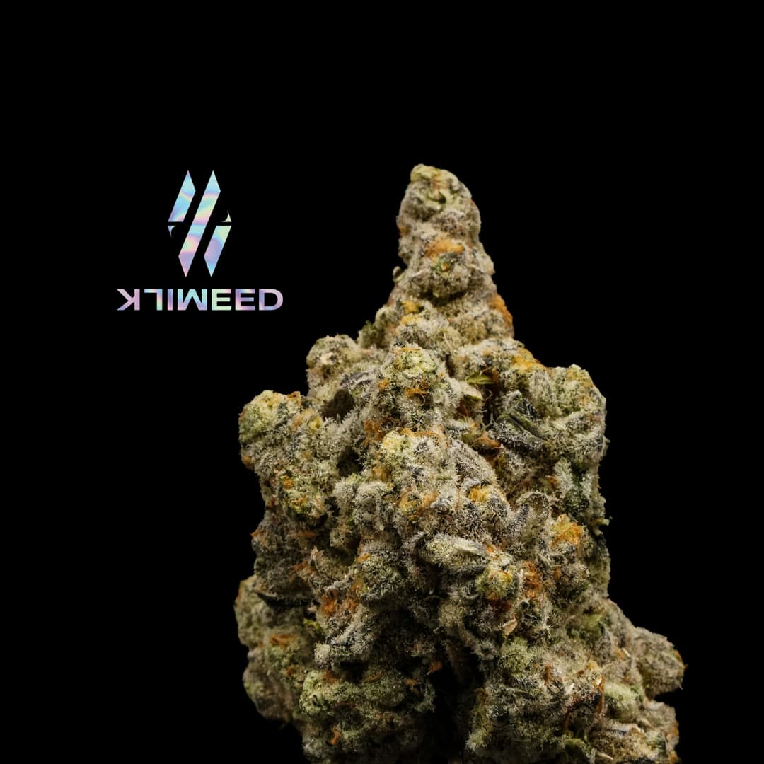 White Buffalo • Flower • 3.5Gg - Milkweed | Treehouse Cannabis