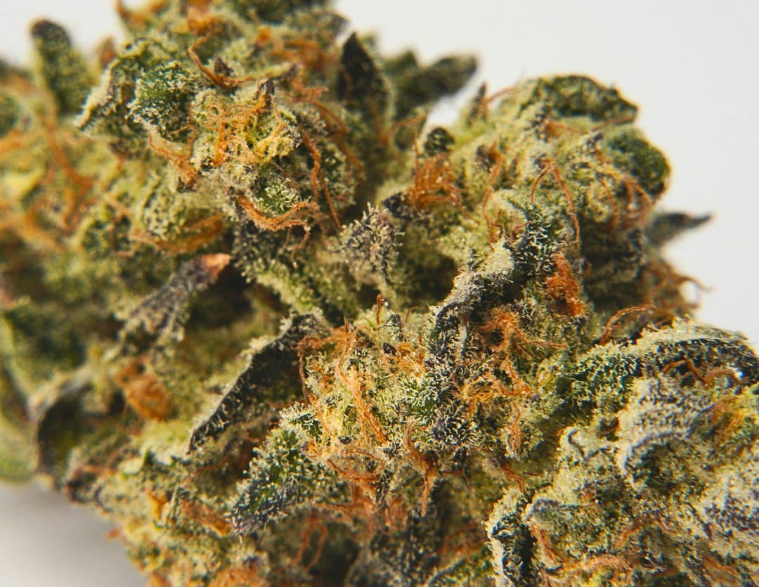 Airmail • 3.5g - House of Sacci | Treehouse Cannabis