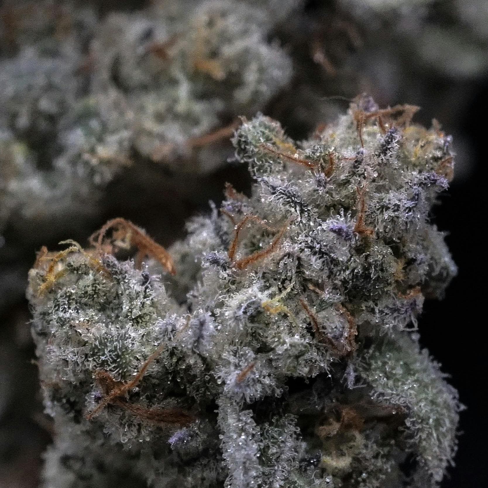 Invisible Gas | Flower | 3.5Gg by MILKWEED | Buy Online | Treehouse ...