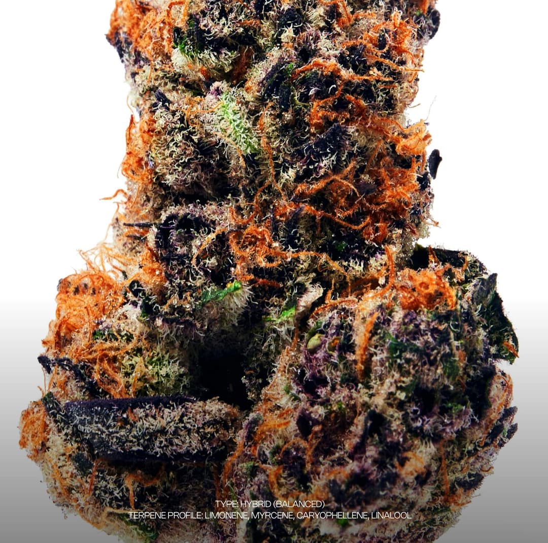 Boofberry Zilla • Flower • 3.5g - Dada - Exotic Cannabis Flower | Treehouse Cannabis