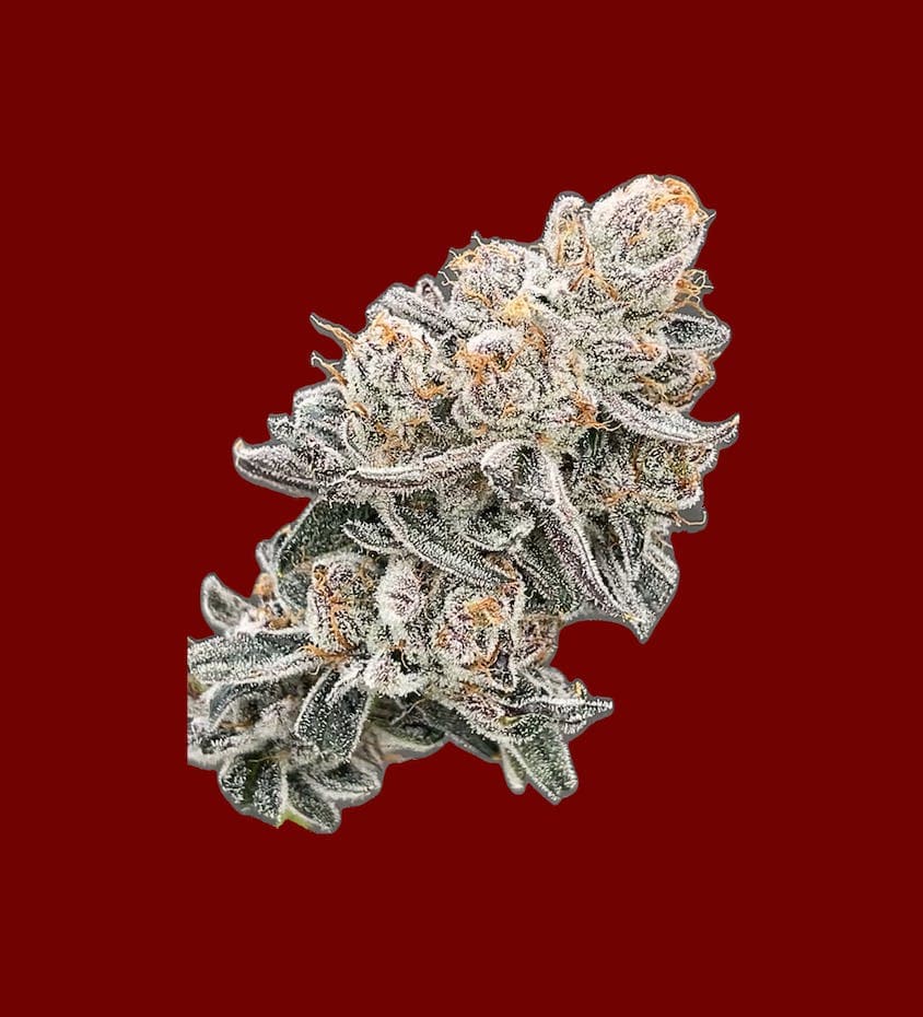 Cherry Bomb • Flower -  | Treehouse Cannabis