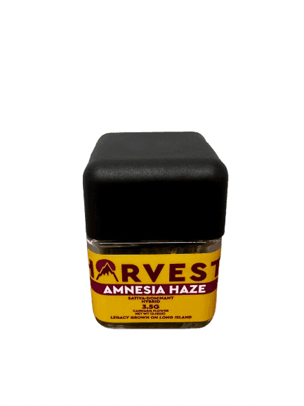 Amnesia Haze • Harvest • Flower - Harvest | Treehouse Cannabis