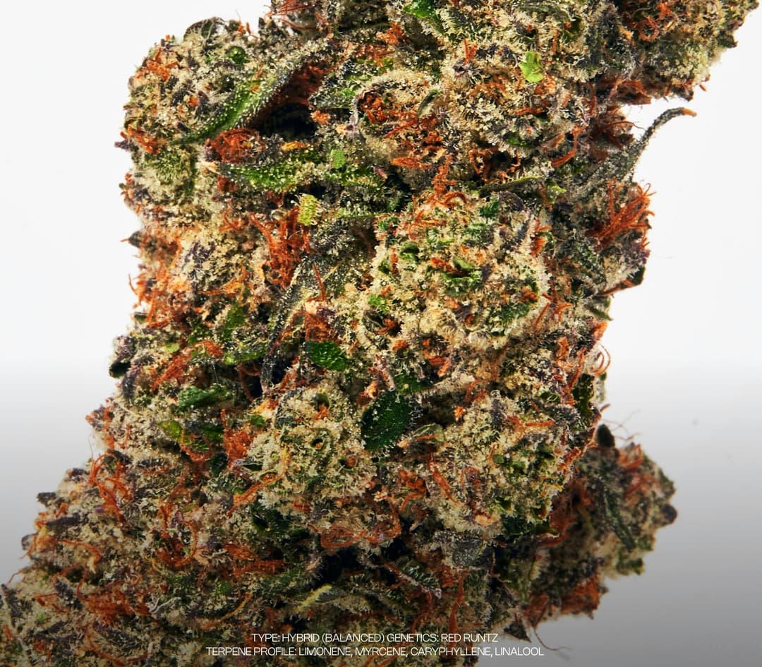 Moutai • Flower • 3.5g - Dada Exotics | Treehouse Cannabis