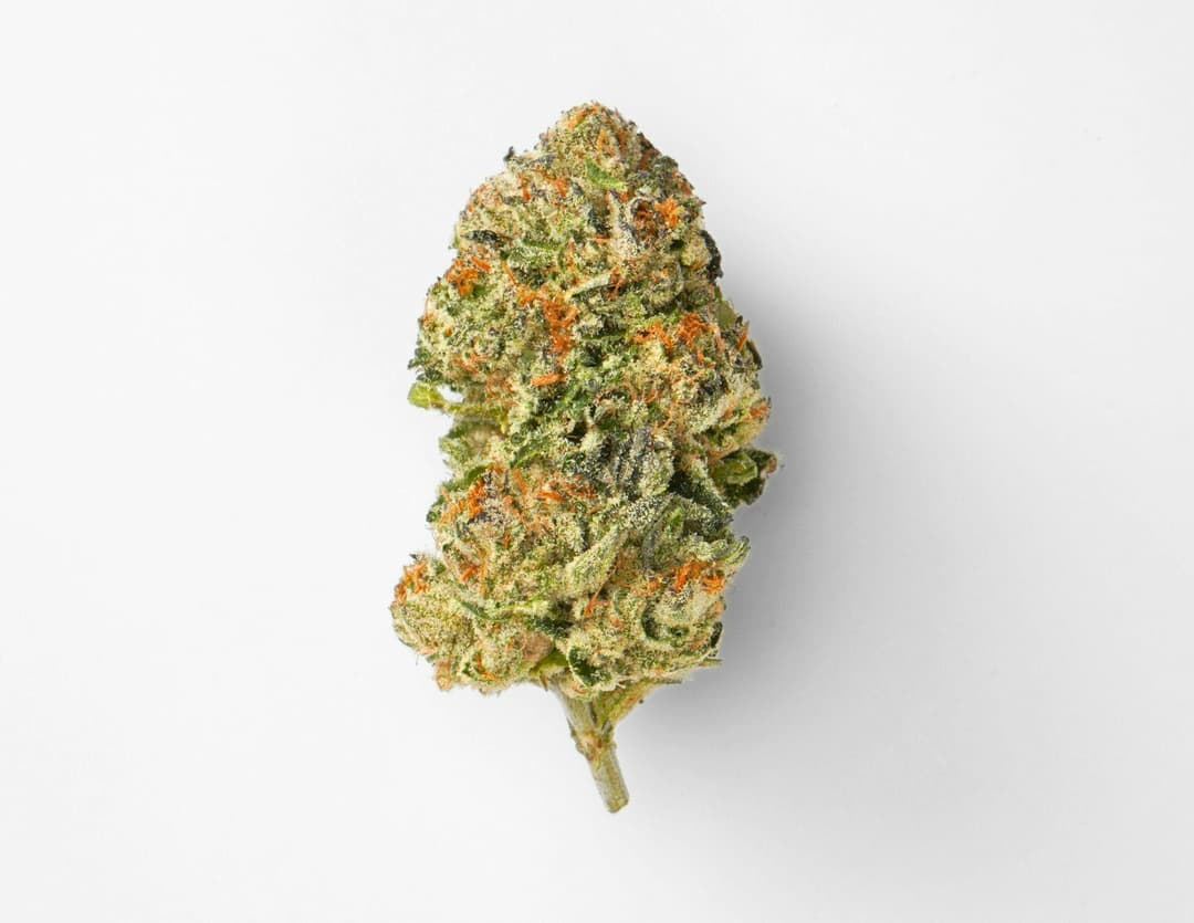 Gelato 41 • 3.5g - House of Sacci | Treehouse Cannabis