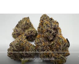 Sour Cherry Tart | Flower | 3.5g
