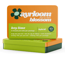 Key Lime | 5 pack Infused Pre-Rolls | 3g