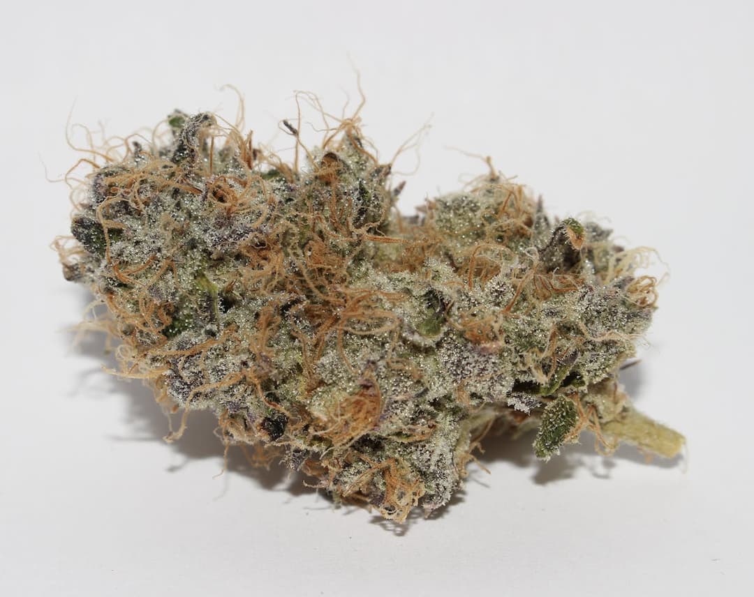 Animal Tsunami • Flower • 3.5g - Roemer | Treehouse Cannabis