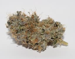 Animal Tsunami | Flower | 3.5g