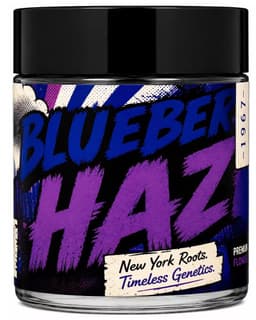Blueberry Haze | Synergy | Flower | 3.5g