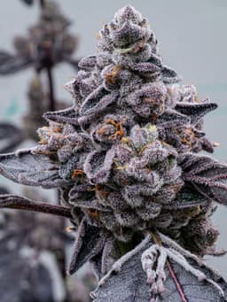 Mochi | Flower | 3.5g