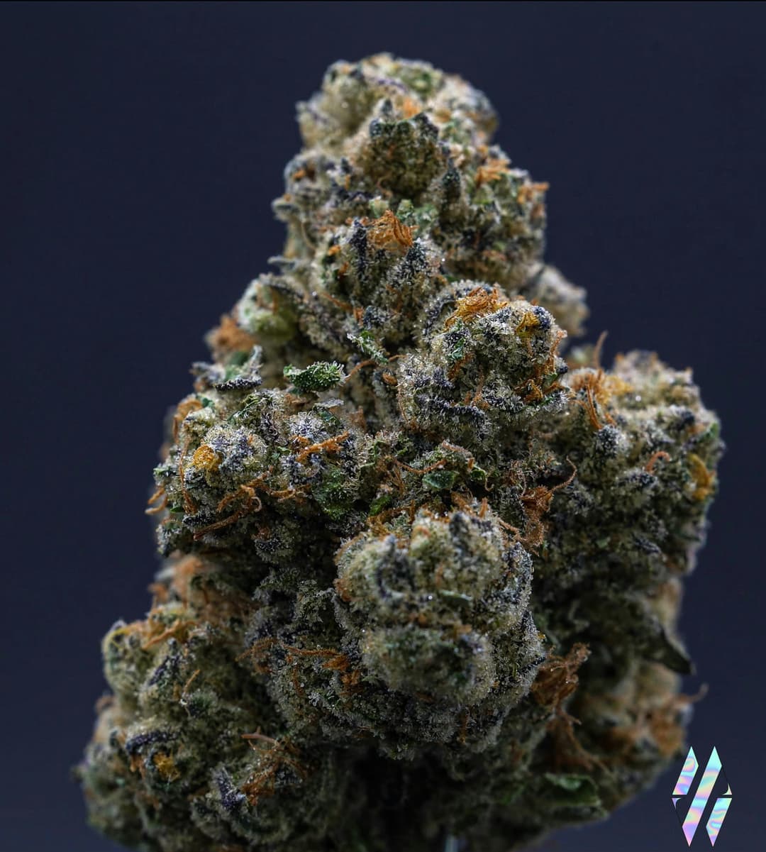 Bluetopia • Flower • 3.5Gg - Milkweed | Treehouse Cannabis