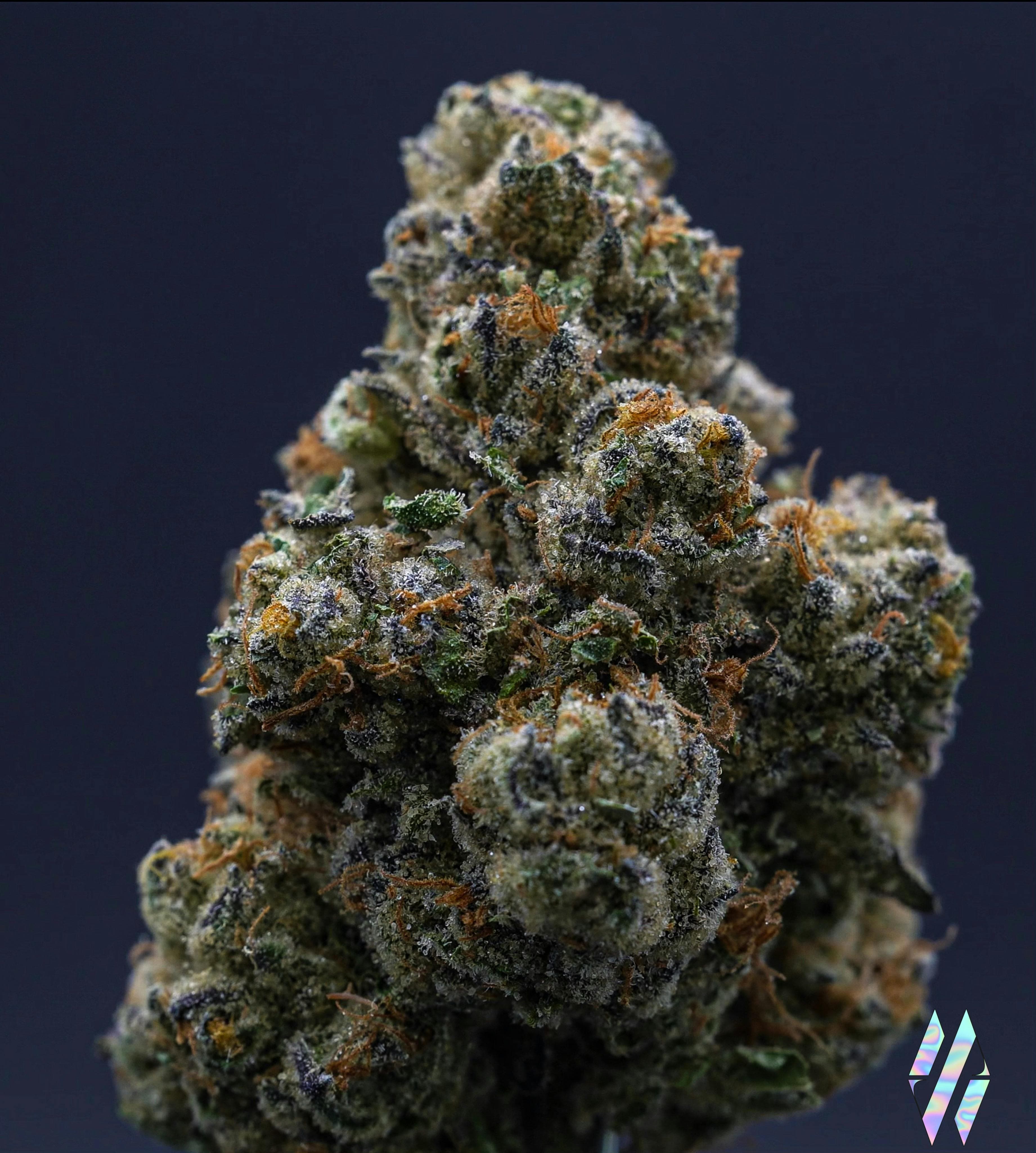 Bluetopia Flower 3.5Gg - Milkweed