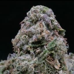 Toad Venom | Flower | 3.5Gg