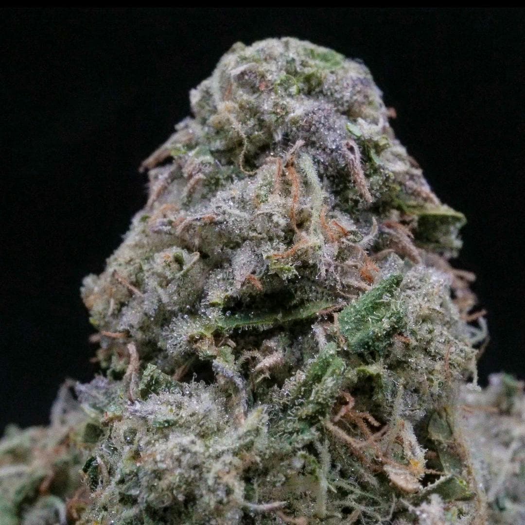product image for Toad Venom Flower 3.5Gg