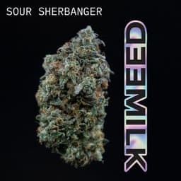 Sour Sherbanger | Flower | 3.5g