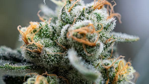 Crash Glow Flower 3.5g - Hybrid Theory