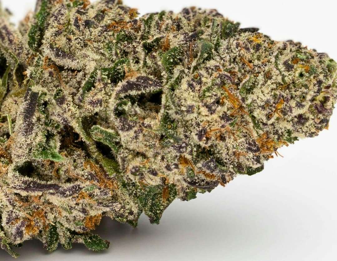 Devil's Drip • 3.5g - House of Sacci | Treehouse Cannabis