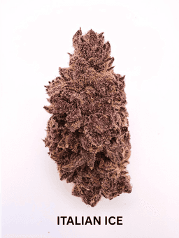 Italian Ice | Flower | 3.5g