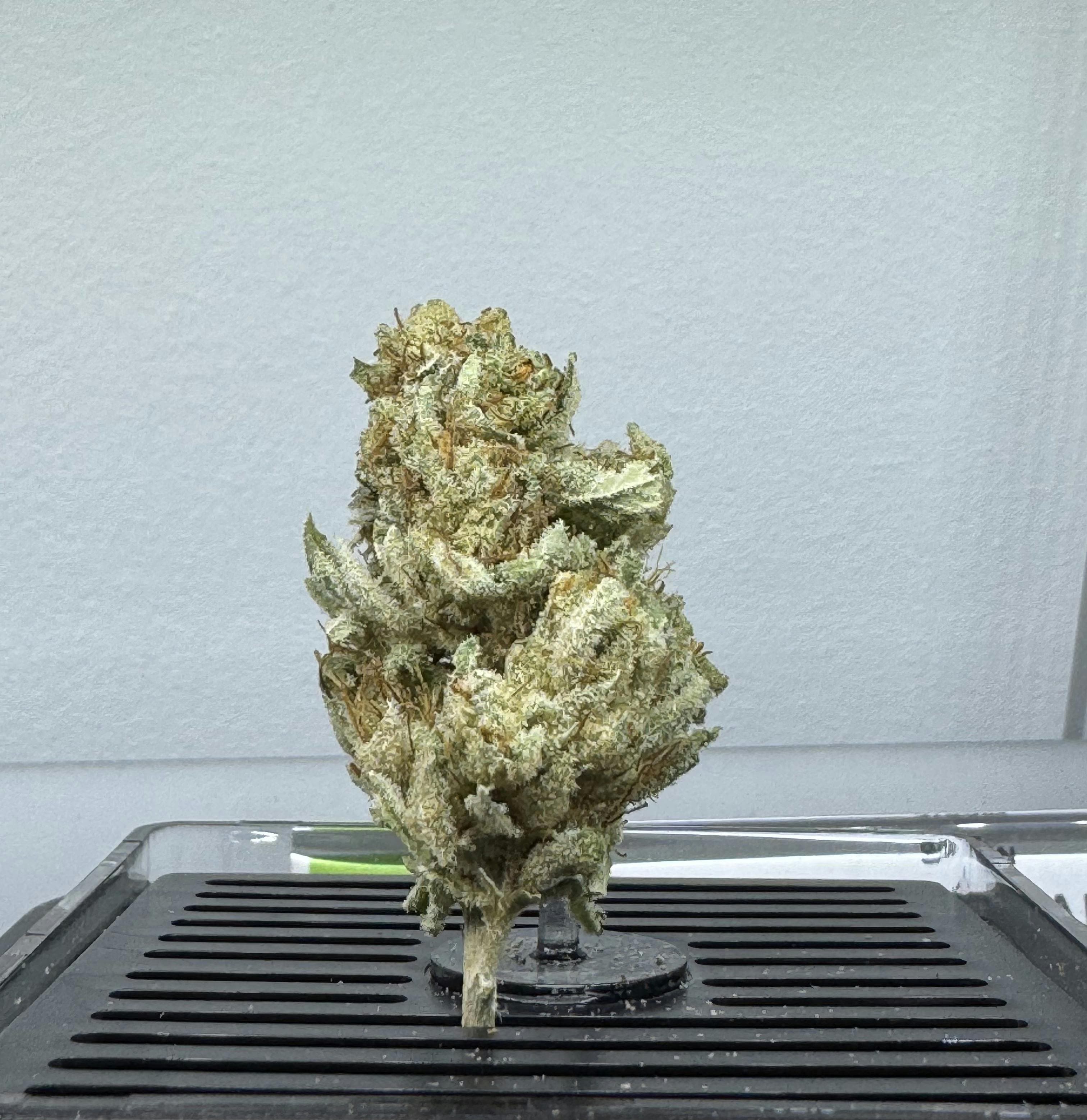 product image for Harlem 21 Flower 3.5g