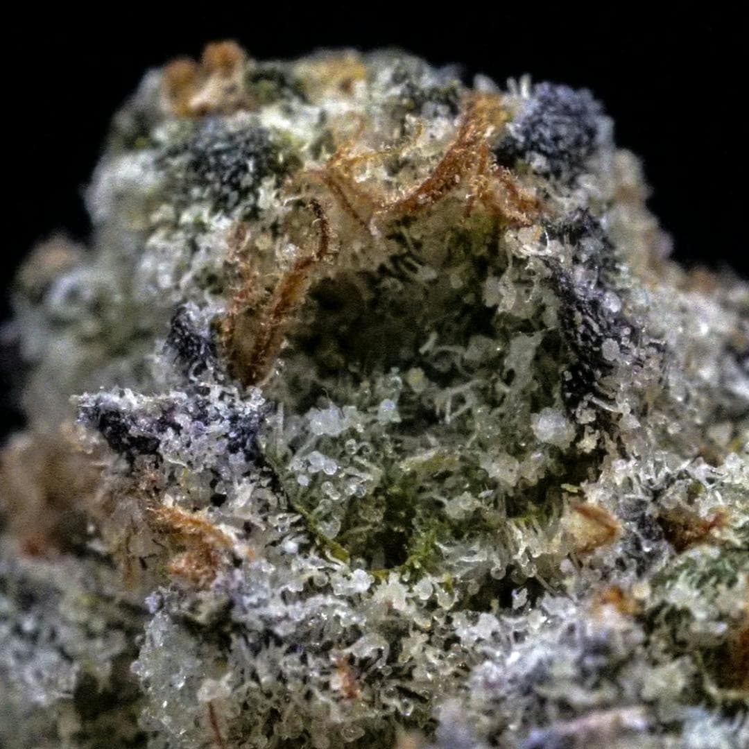 White Zlushie • Flower • 3.5Gg - Milkweed | Treehouse Cannabis